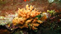 025 Bryozoaire corne d'élan (Dentiporella sardonica)